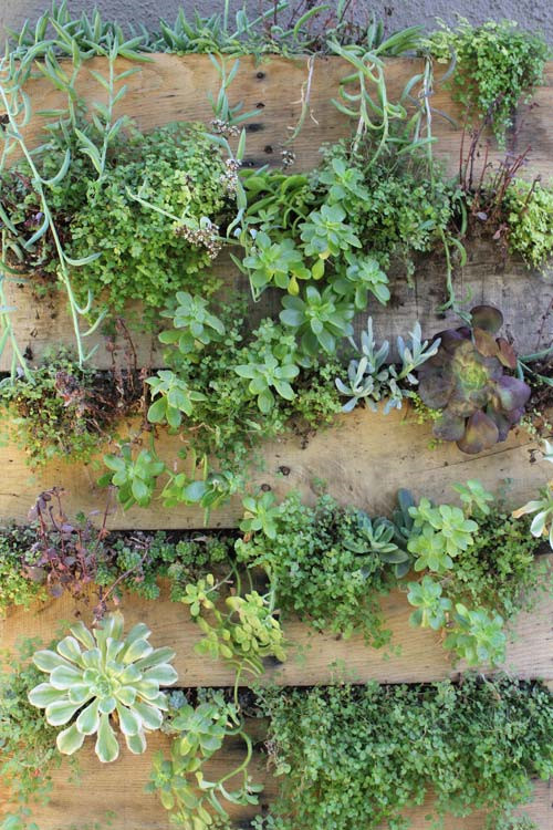 你也可以自己動手打造一個微型垂直花園