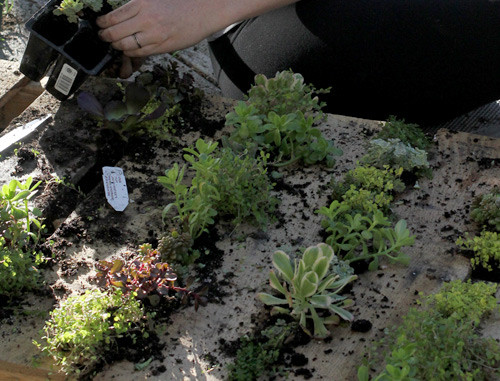 你也可以自己動手打造一個微型垂直花園