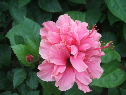 花籬的極佳植物——木槿