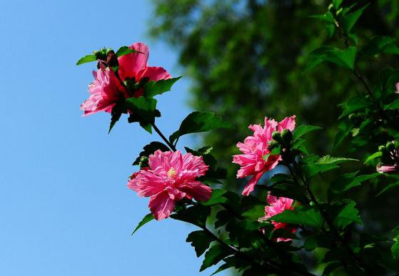 花籬的極佳植物——木槿