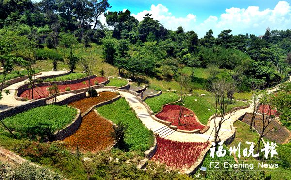 鼓樓四大茉莉園70萬株茉莉盛開