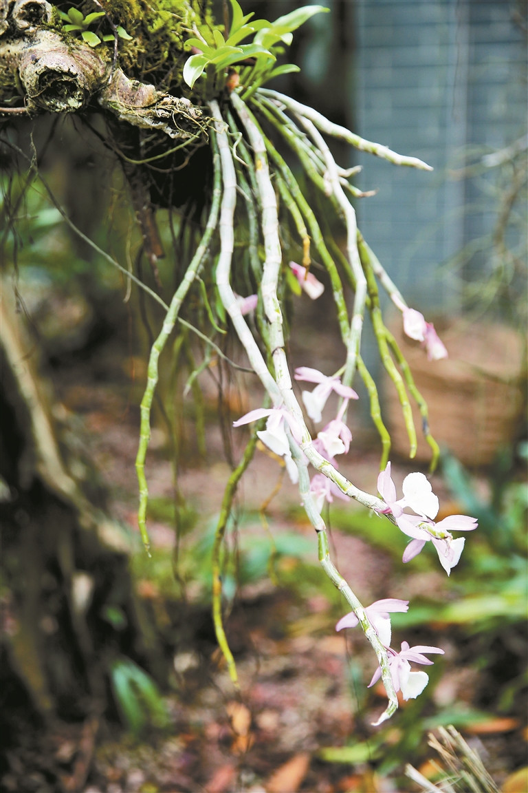 世界蘭科植物保護研究有了“深圳模式”