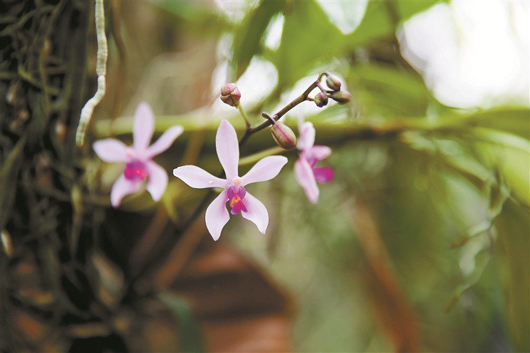 世界蘭科植物保護研究有了“深圳模式”