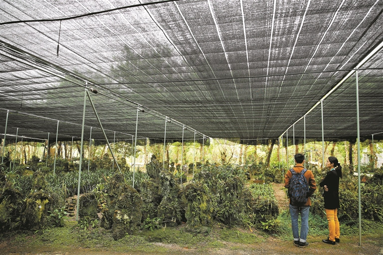 世界蘭科植物保護研究有了“深圳模式”