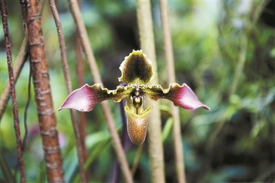 世界蘭科植物保護研究有了“深圳模式”