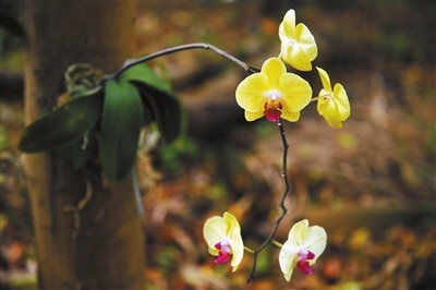 世界蘭科植物保護研究有了“深圳模式”