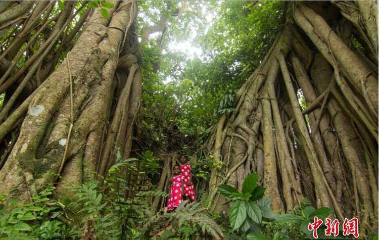500歲“樹怪”根部似森林 現獨木成林景觀