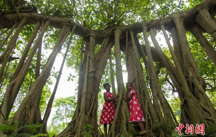 500歲“樹怪”根部似森林 現獨木成林景觀