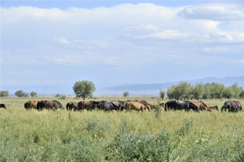 新疆塔城加快修復(fù)庫(kù)魯斯臺(tái)草原生態(tài)