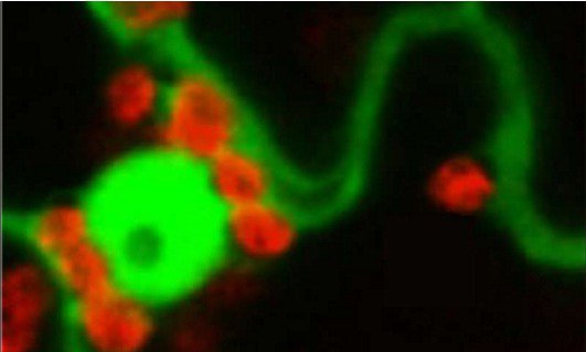 過氧化氫保護植物免受太陽傷害