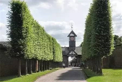 出乎意料的植物景觀