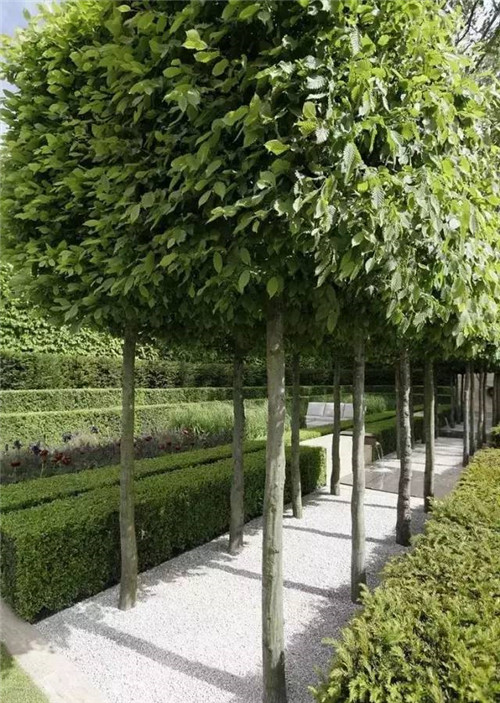 出乎意料的植物景觀