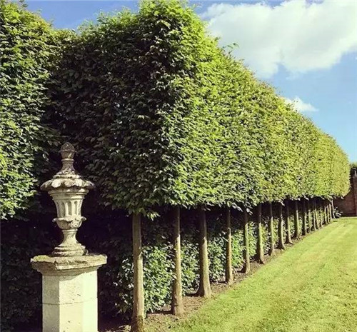 出乎意料的植物景觀