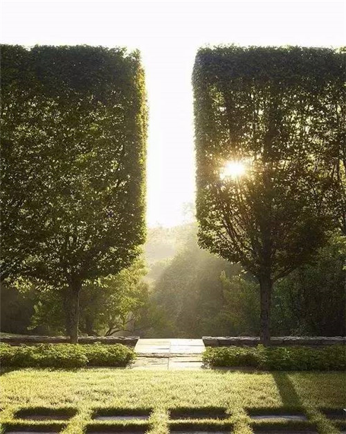 出乎意料的植物景觀