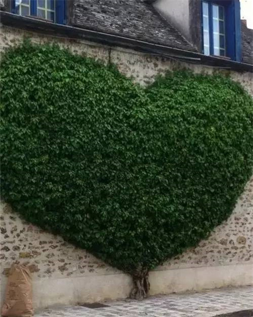 出乎意料的植物景觀