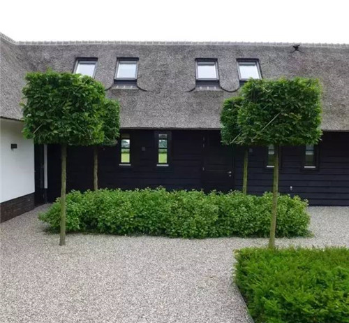 出乎意料的植物景觀