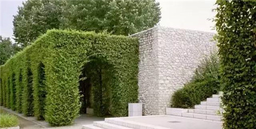 出乎意料的植物景觀