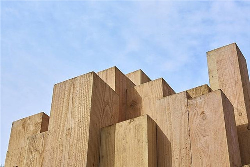 已滅絕或瀕臨沒絕的樹木樣本的裝置藝術