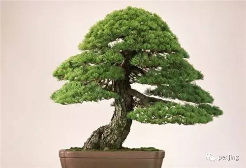 最值得收藏的九類盆景樹種