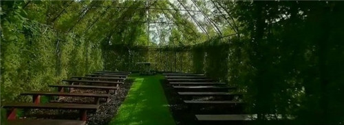 令人吃驚的植物景觀:一棟用樹種出的房子