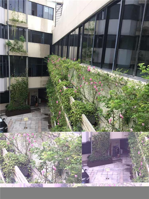 寧波為公建綠化出臺新政 新建筑綠化是標(biāo)配