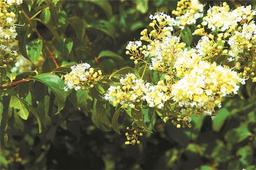 為瀕危植物撐起“保護傘”