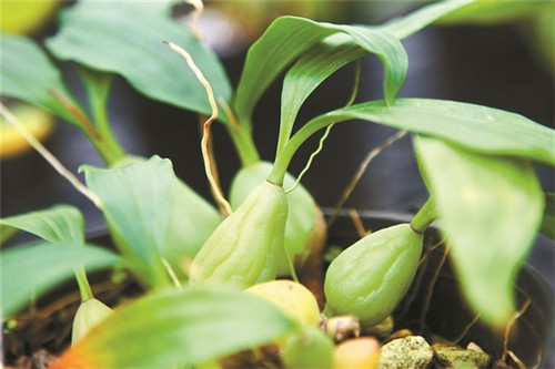 為瀕危植物撐起“保護傘”