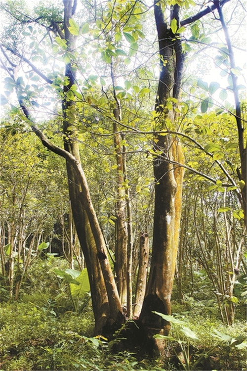 為瀕危植物撐起“保護傘”