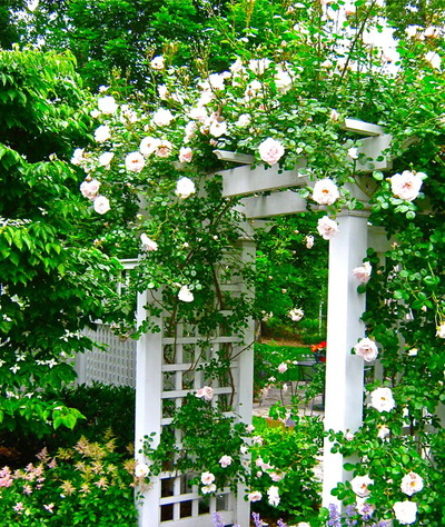 利用格子架打造完美花園的八個(gè)妙招