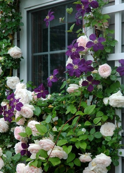 利用格子架打造完美花園的八個(gè)妙招