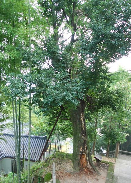 安徽境內(nèi)哪個地方的千年古樹最多？