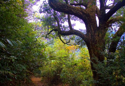 安徽境內哪個地方的千年古樹最多？