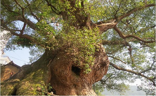 安徽境內哪個地方的千年古樹最多？