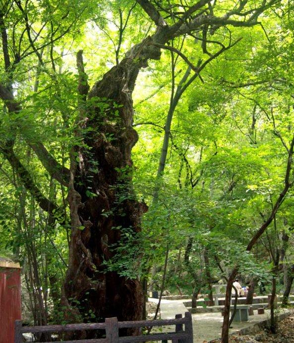 安徽境內哪個地方的千年古樹最多？