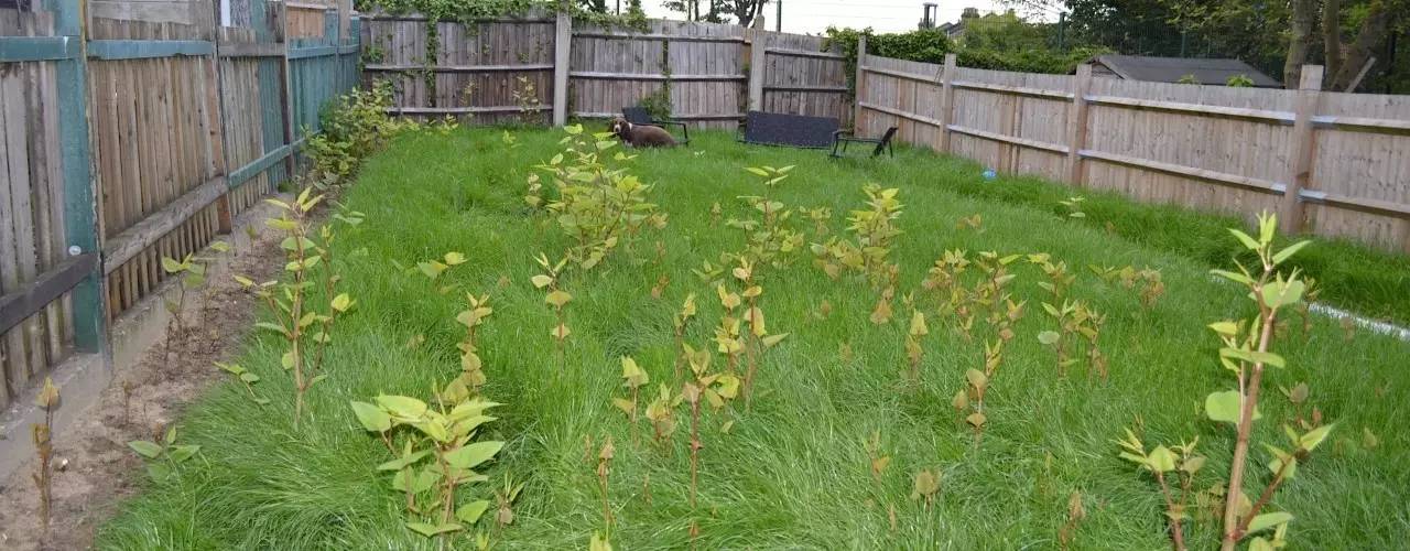 恐怖植物正在加拿大多倫多蔓延