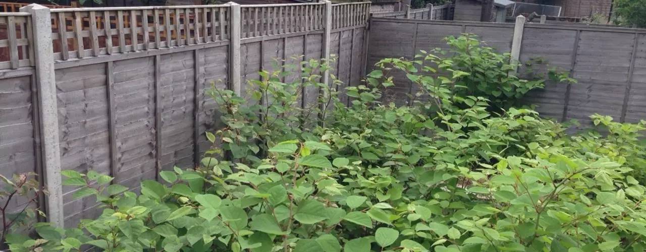 恐怖植物正在加拿大多倫多蔓延