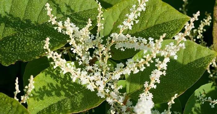 恐怖植物正在加拿大多倫多蔓延