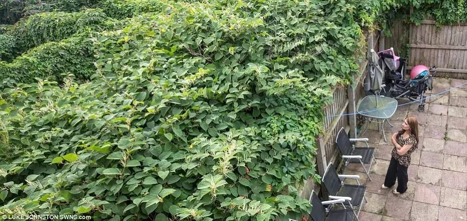 恐怖植物正在加拿大多倫多蔓延