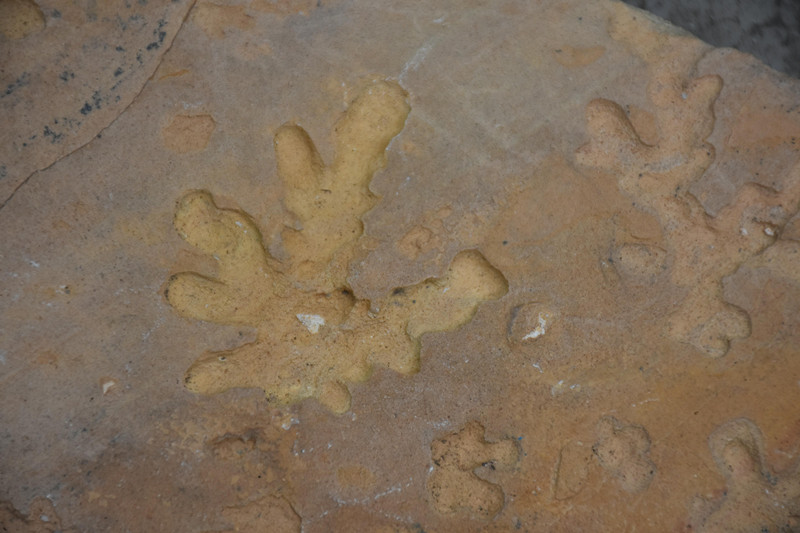 廣東陽春崆峒巖景區(qū)發(fā)現(xiàn)疑似動植物化石