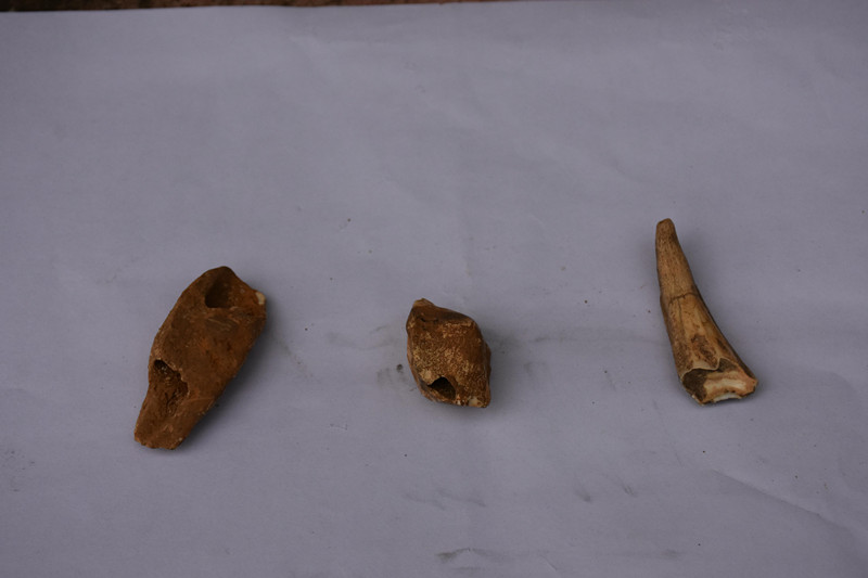 廣東陽春崆峒巖景區(qū)發(fā)現(xiàn)疑似動植物化石