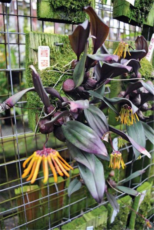 以更加自然地方式構建植物綠墻