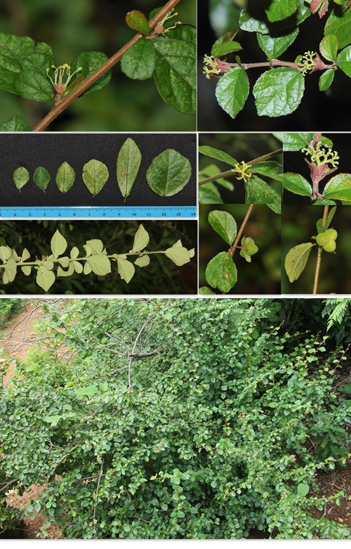 版納植物園發表希中國大戟科植物一新屬