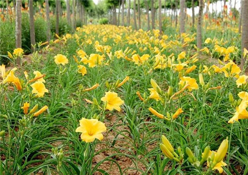 北方地區屋頂綠化常用植物(地被類)