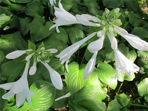 北方地區屋頂綠化常用植物(地被類)