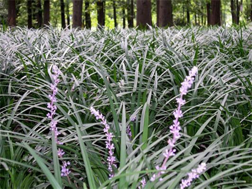 北方地區屋頂綠化常用植物(地被類)