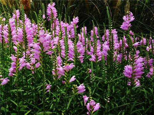 北方地區屋頂綠化常用植物(地被類)