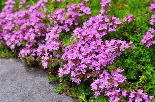 北方地區屋頂綠化常用植物(地被類)