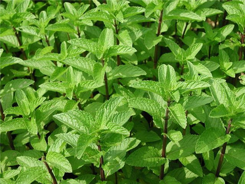 北方地區屋頂綠化常用植物(地被類)