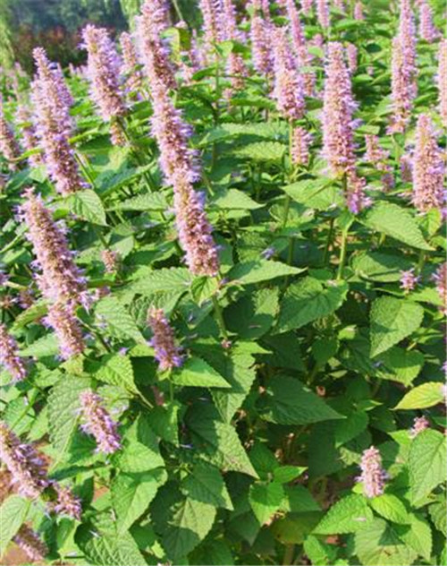 北方地區屋頂綠化常用植物(地被類)