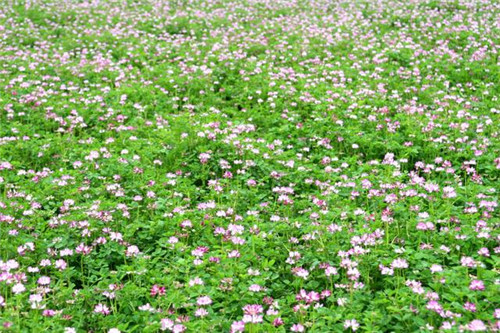 北方地區屋頂綠化常用植物(地被類)